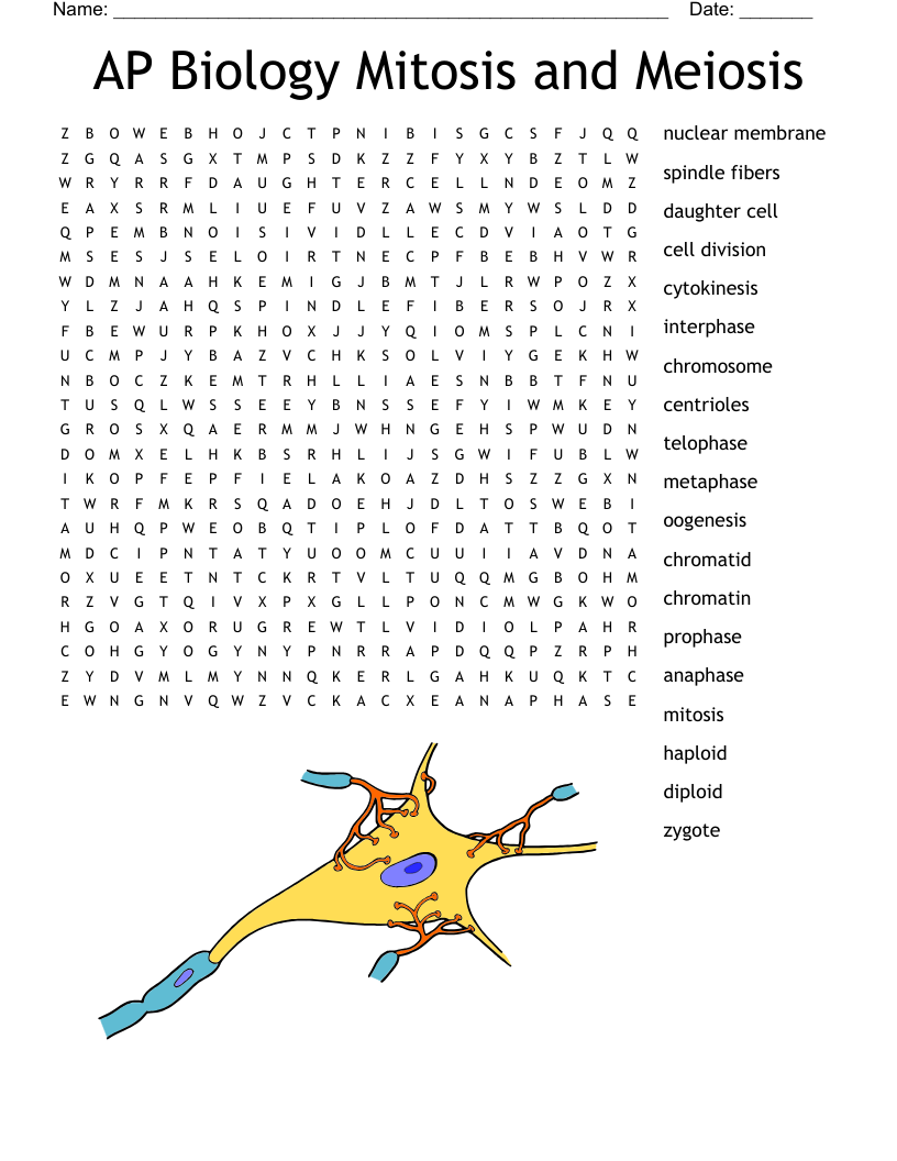AP Biology Mitosis and Meiosis Word Search