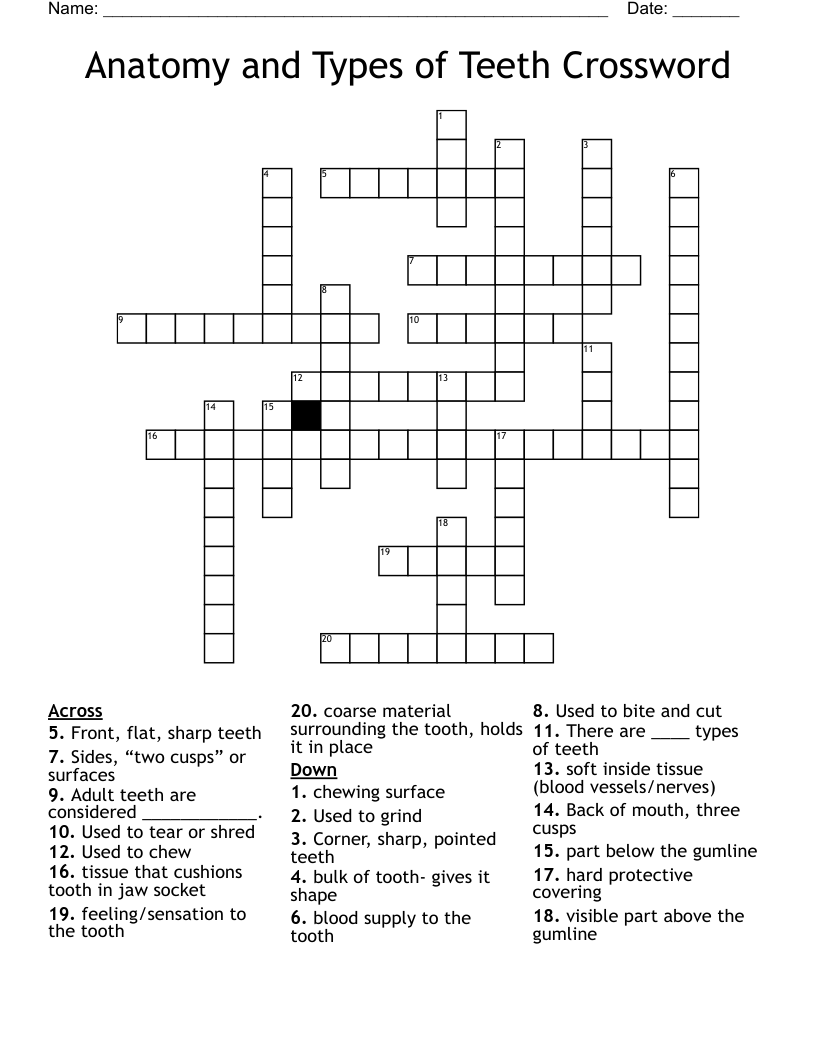 Anatomy and Types of Teeth Crossword