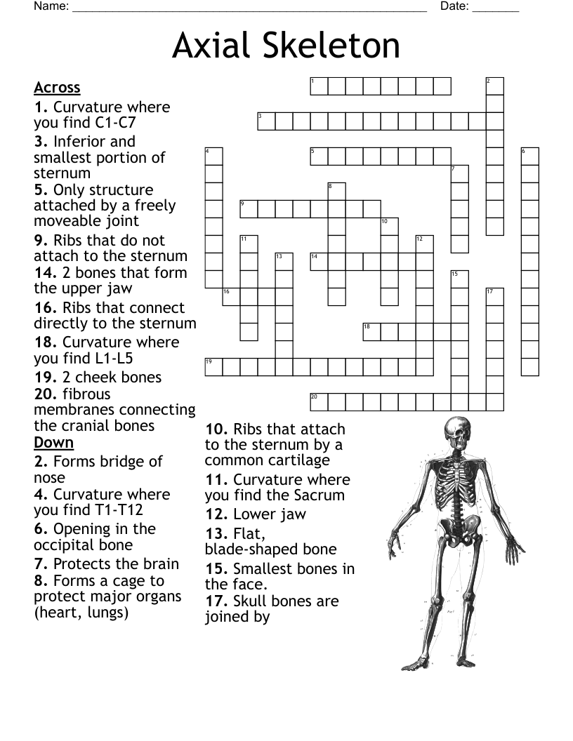 Axial Skeleton Crossword