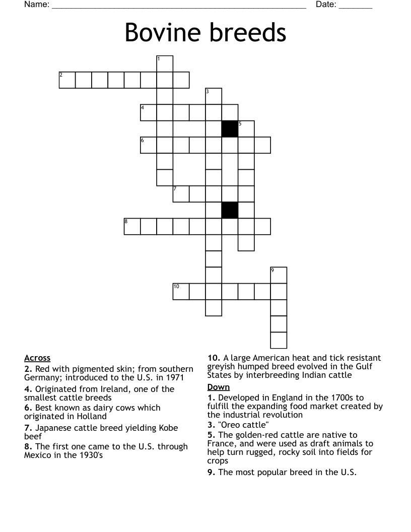 Bovine breeds Crossword