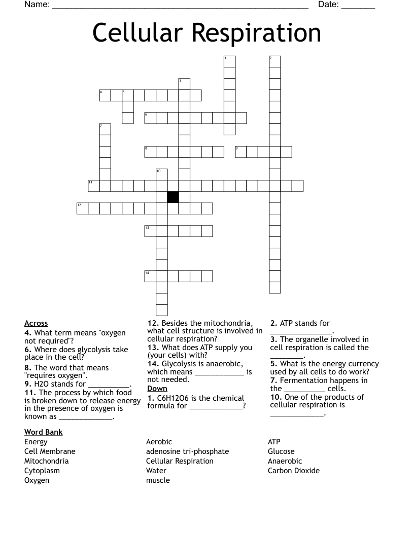 Cellular Respiration Crossword