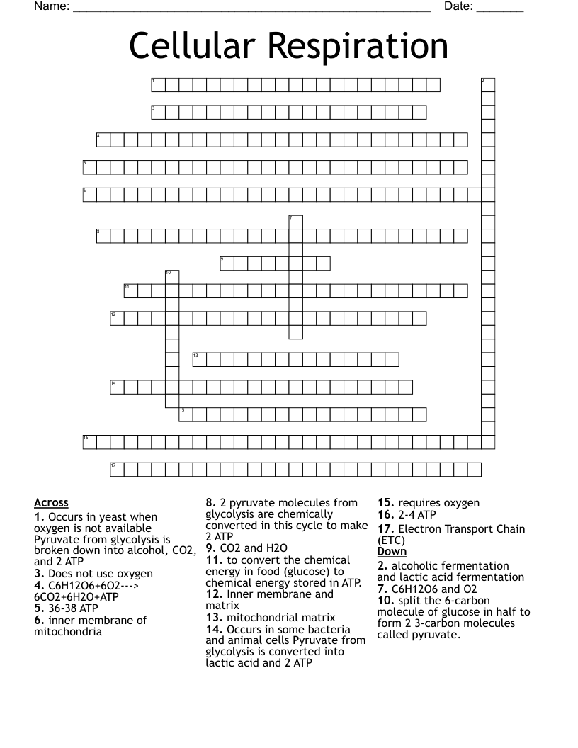 Cellular Respiration Crossword