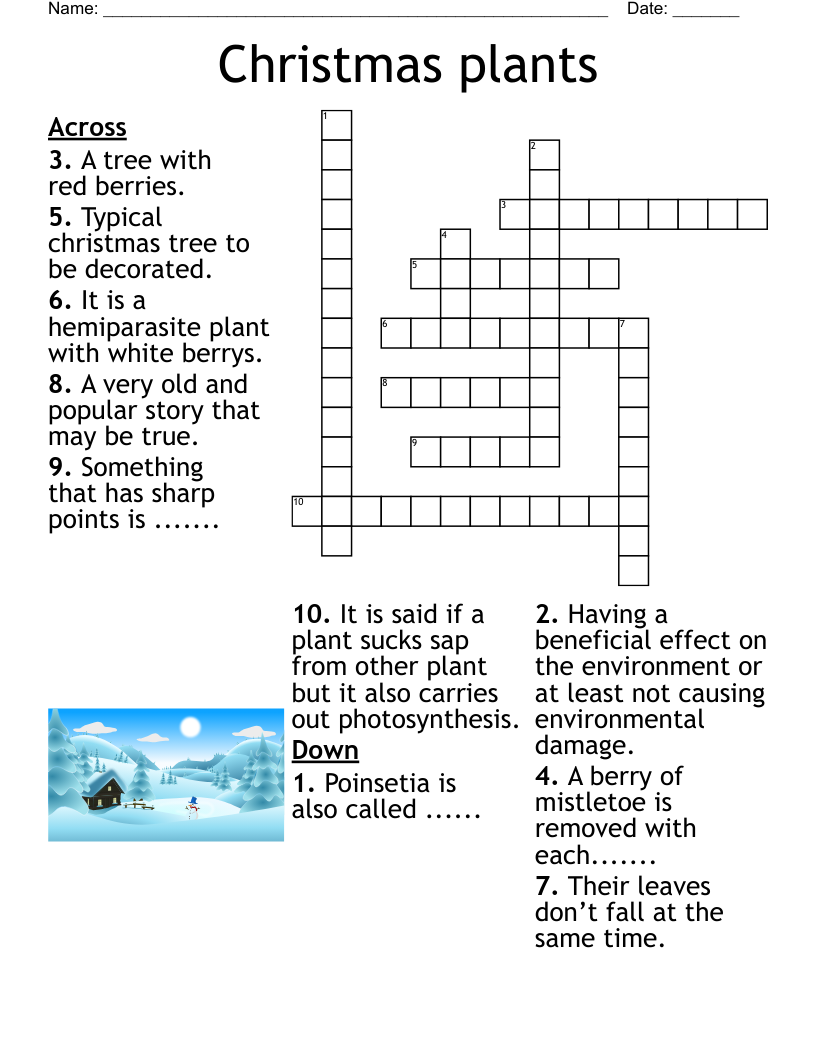 Christmas plants Crossword