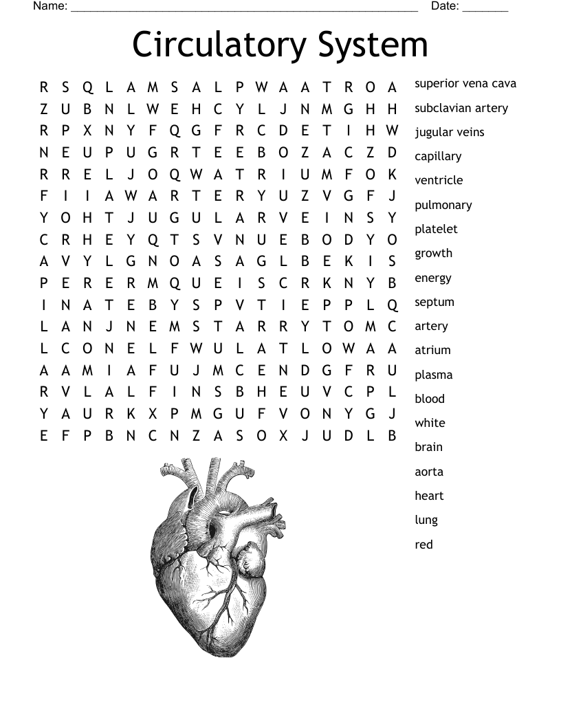 Circulatory System Word Search