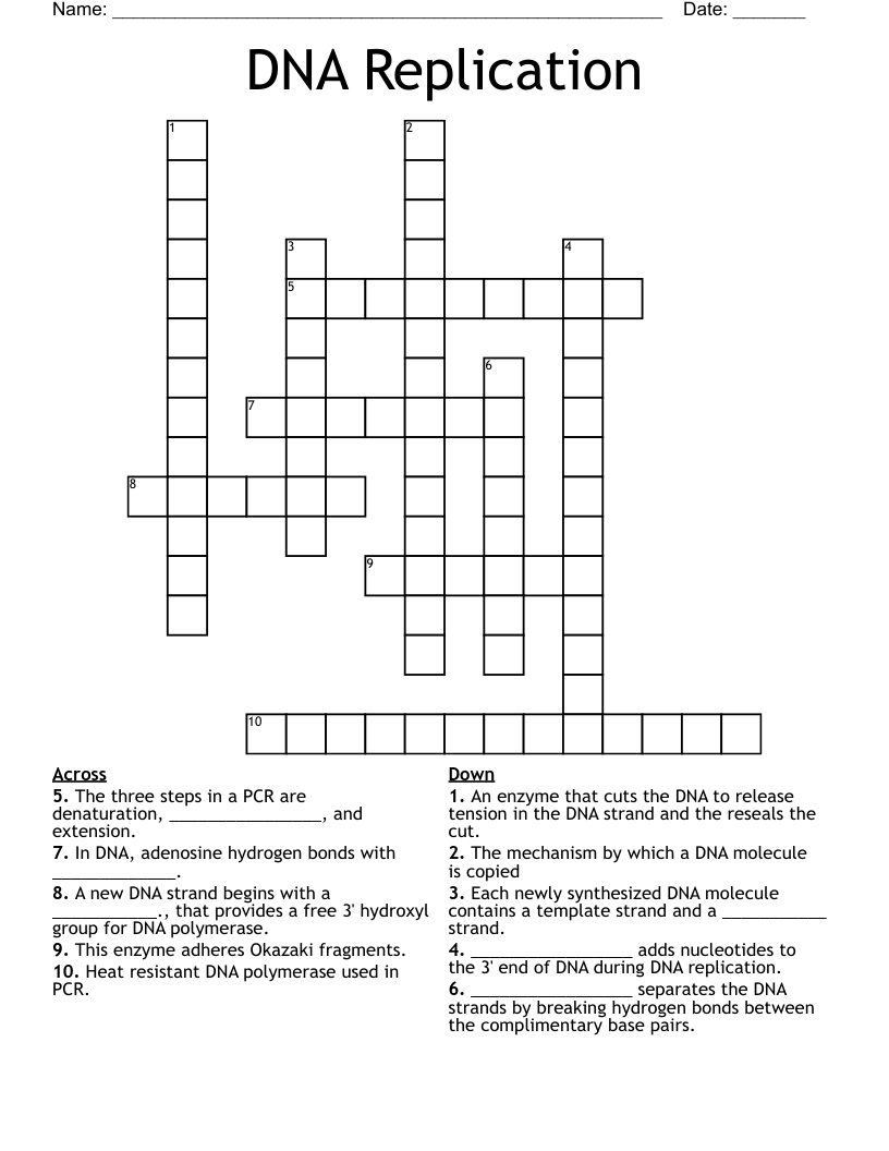 DNA Replication  Crossword