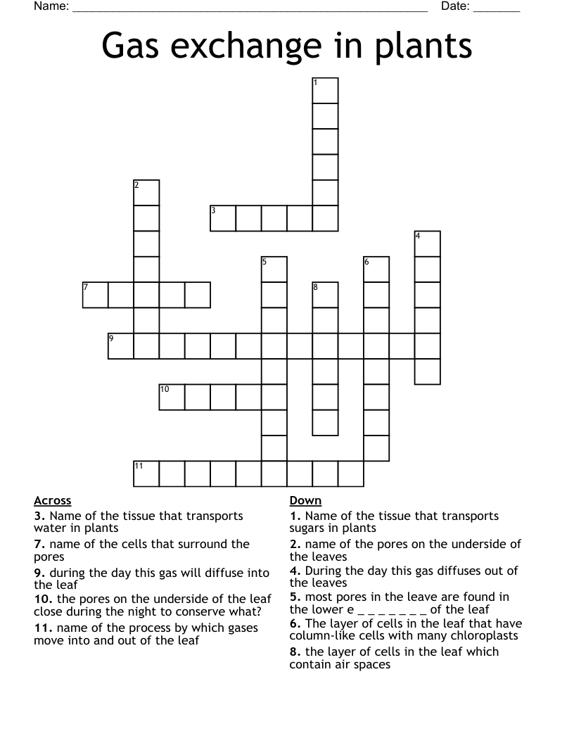 Gas exchange in plants  Crossword