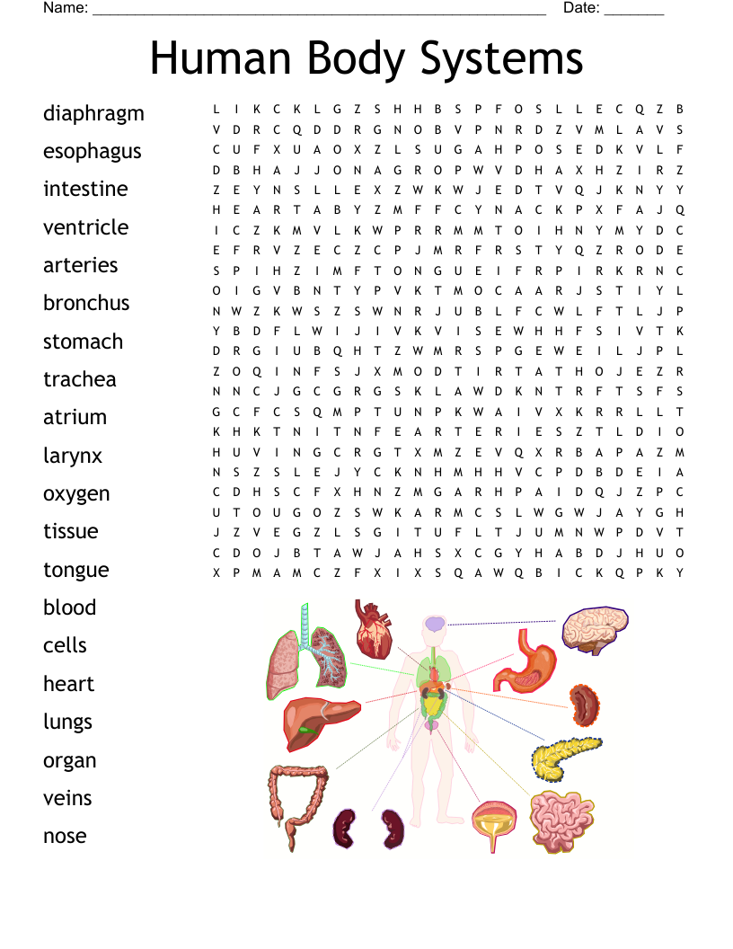 Human Body Systems Word Search
