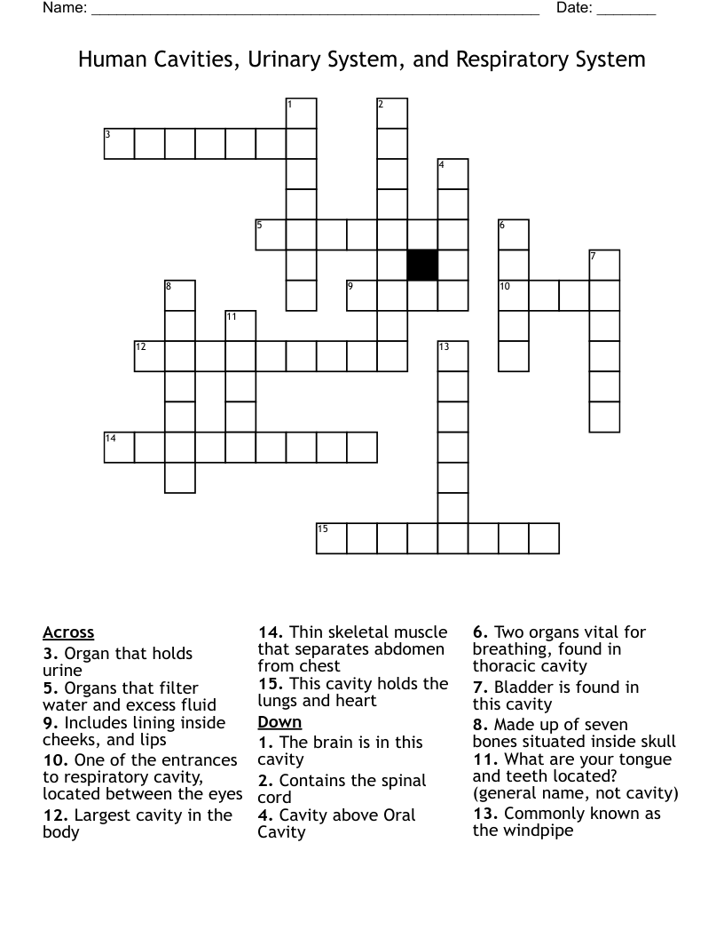 Human Cavities, Urinary System, and Respiratory System  Crossword