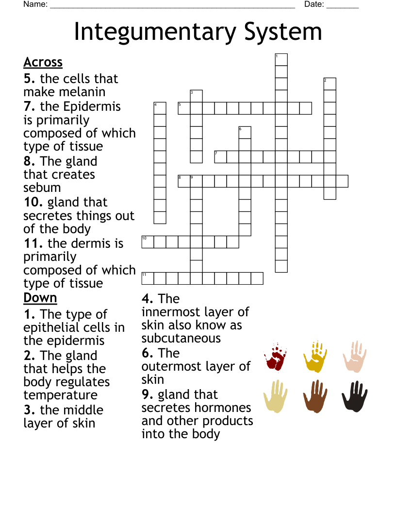 Integumentary System Crossword
