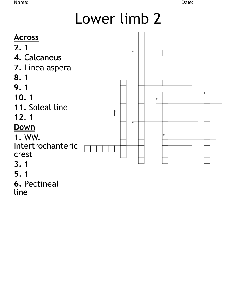 Lower limb 2 Crossword