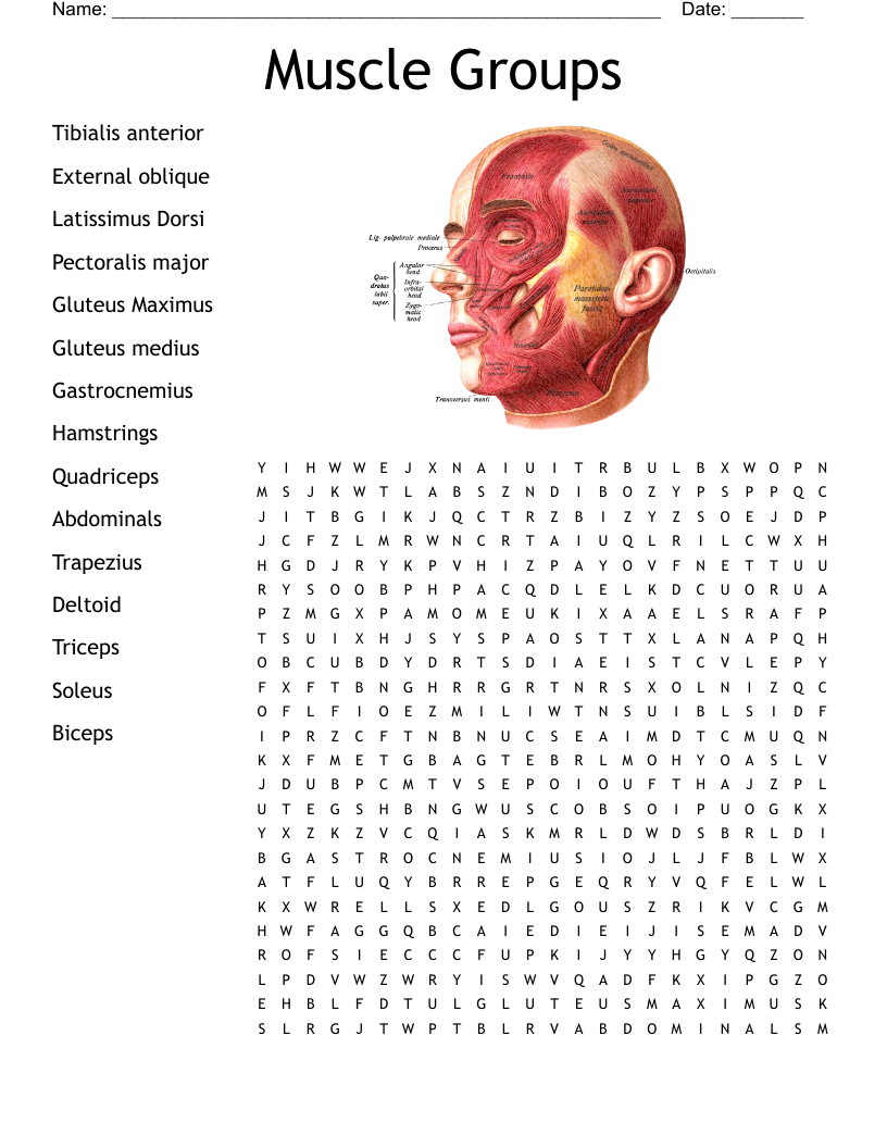 Muscle Groups Word Search