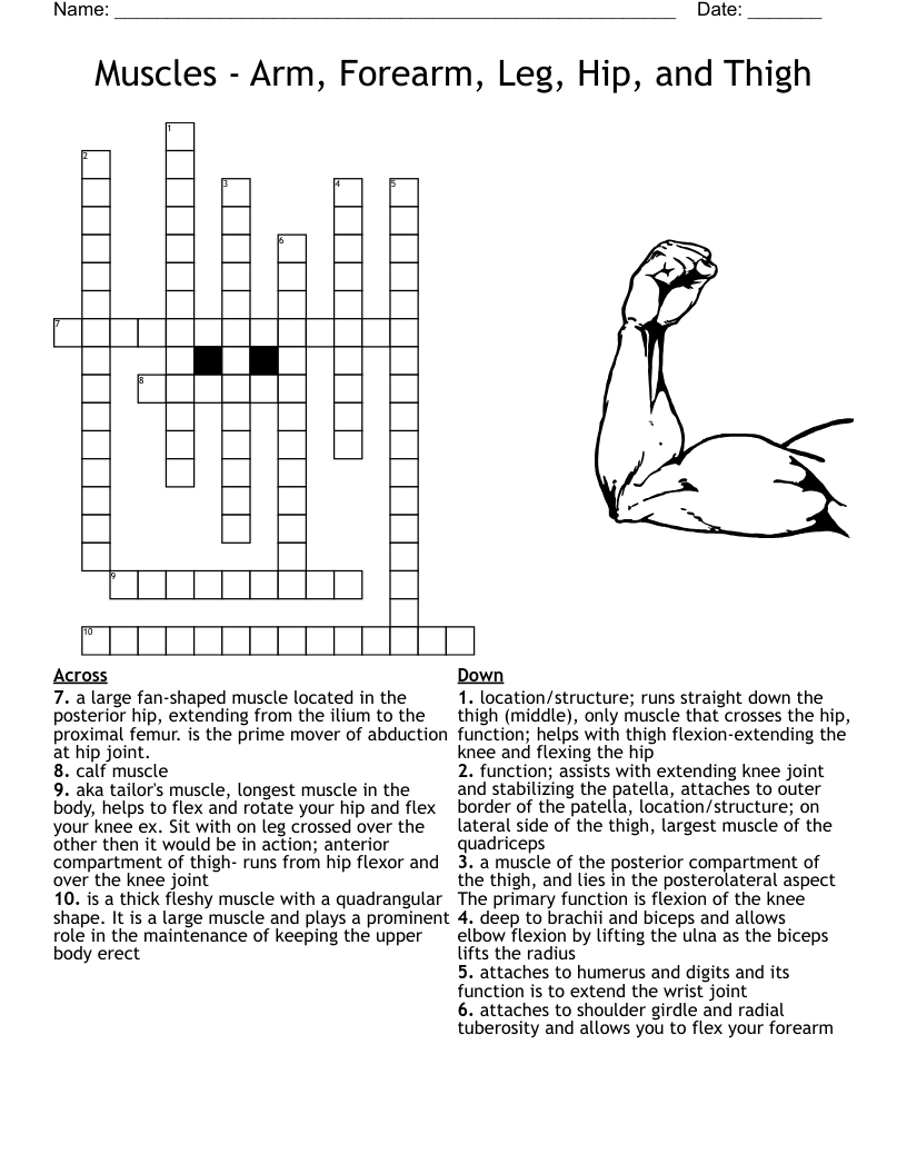 Muscles - Arm, Forearm, Leg, Hip, and Thigh Crossword