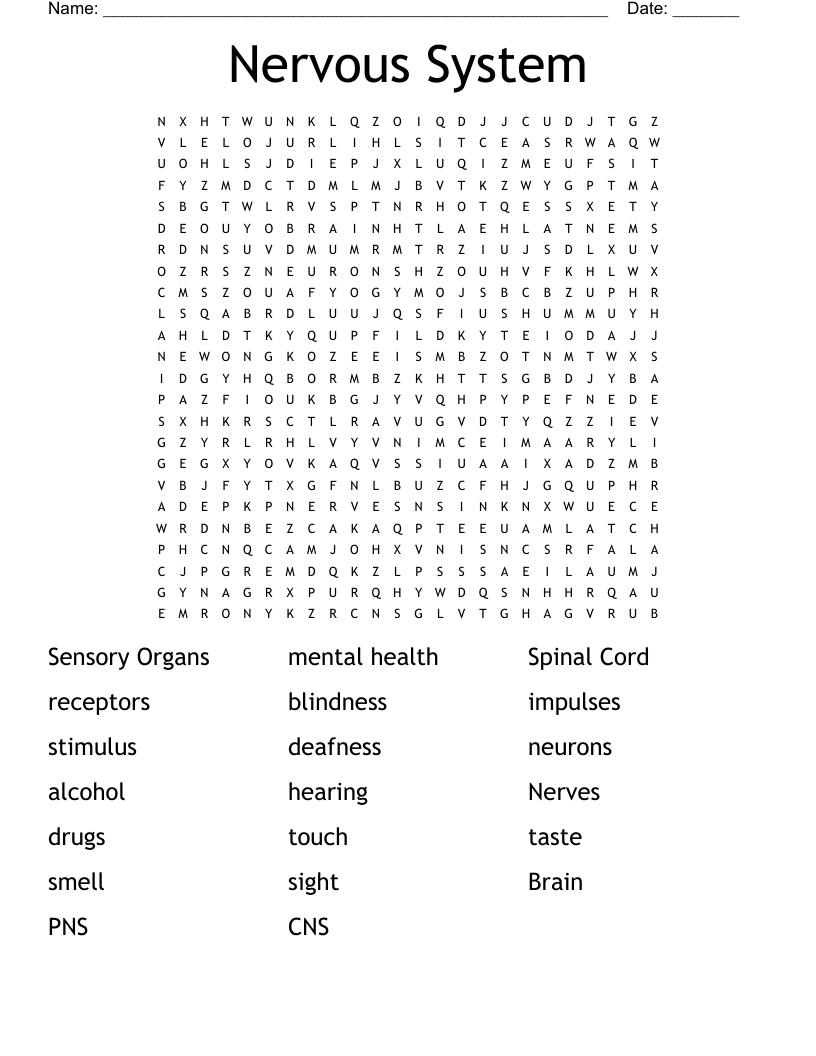 Nervous System Word Search