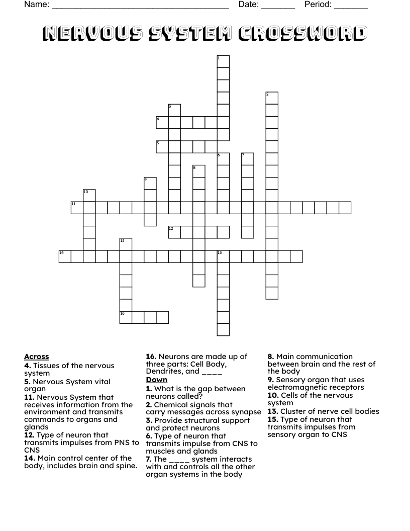 Nervous System Crossword