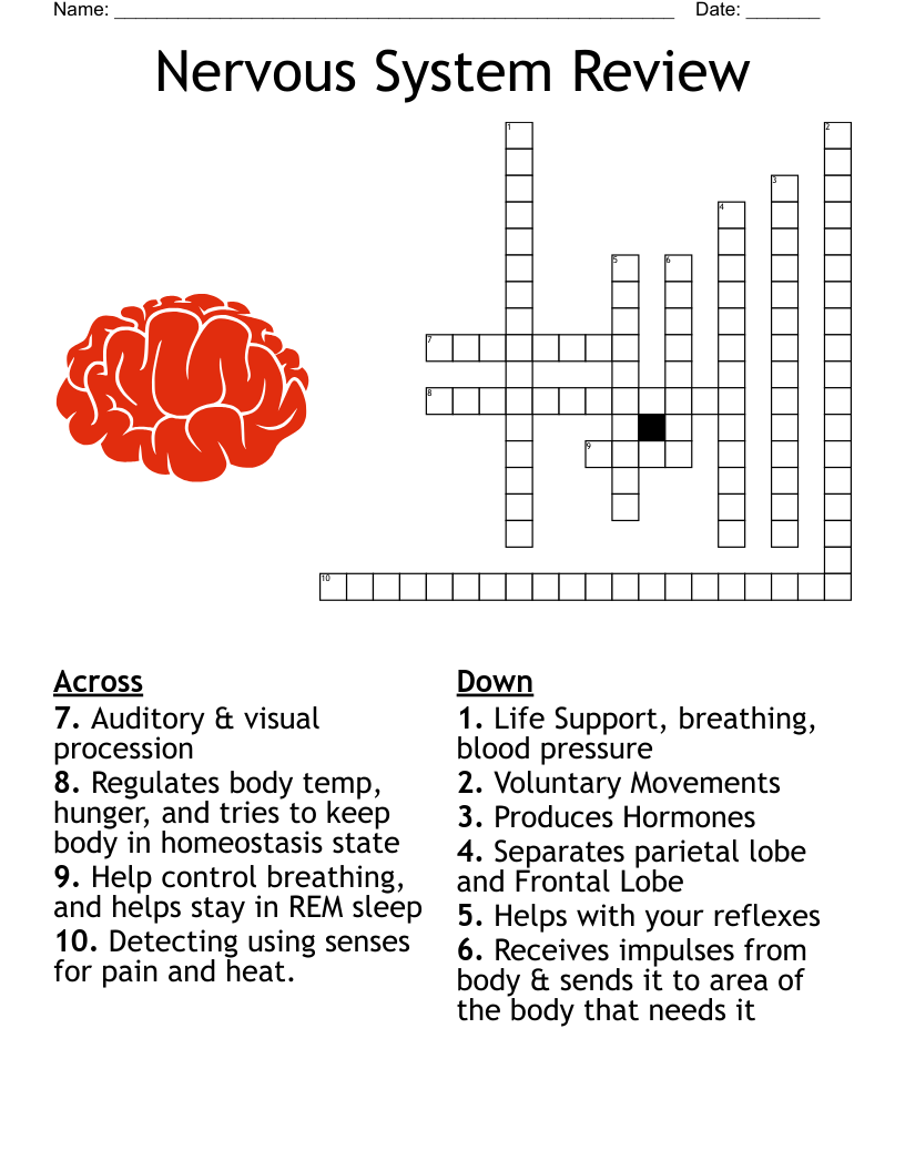 Nervous System Review Crossword