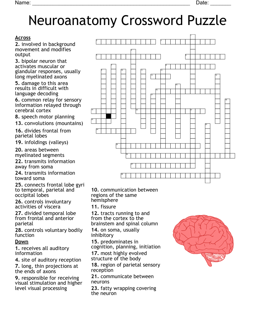 Neuroanatomy Crossword Puzzle 