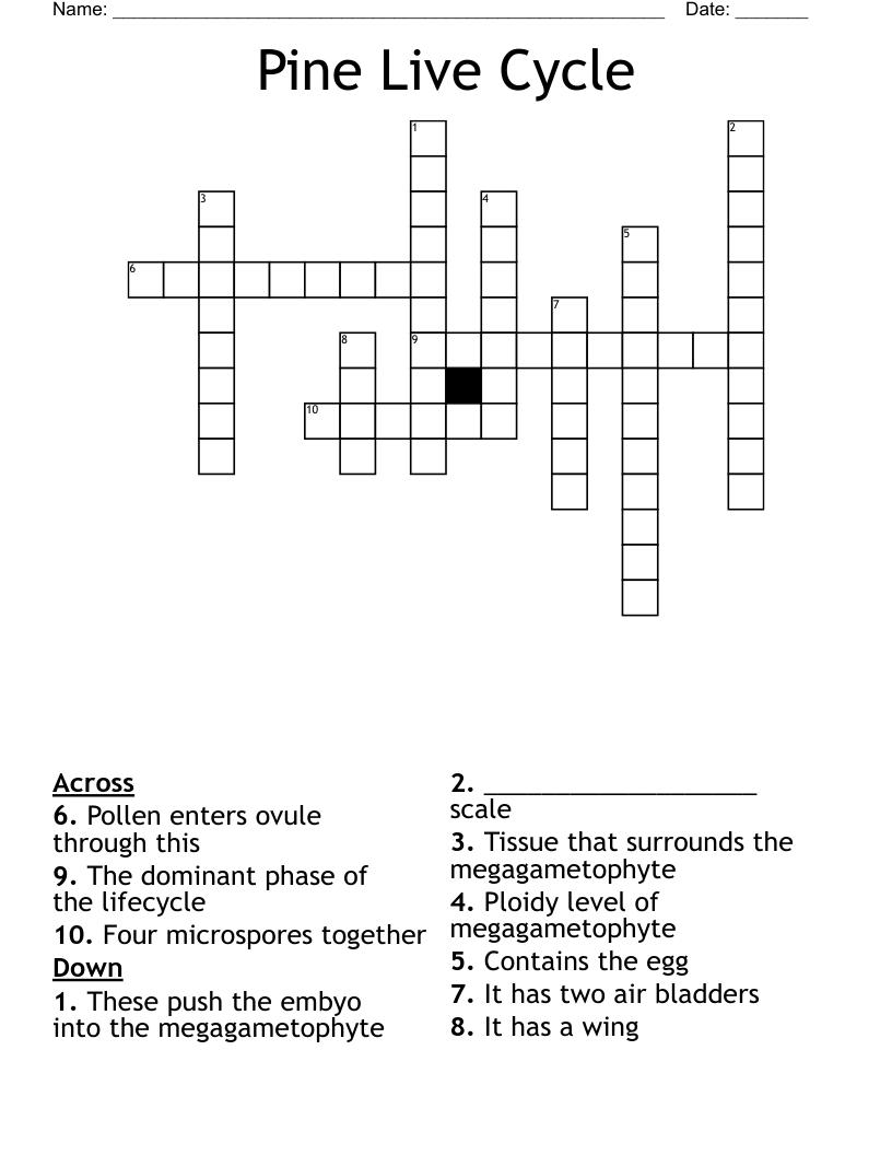 Pine Live Cycle Crossword