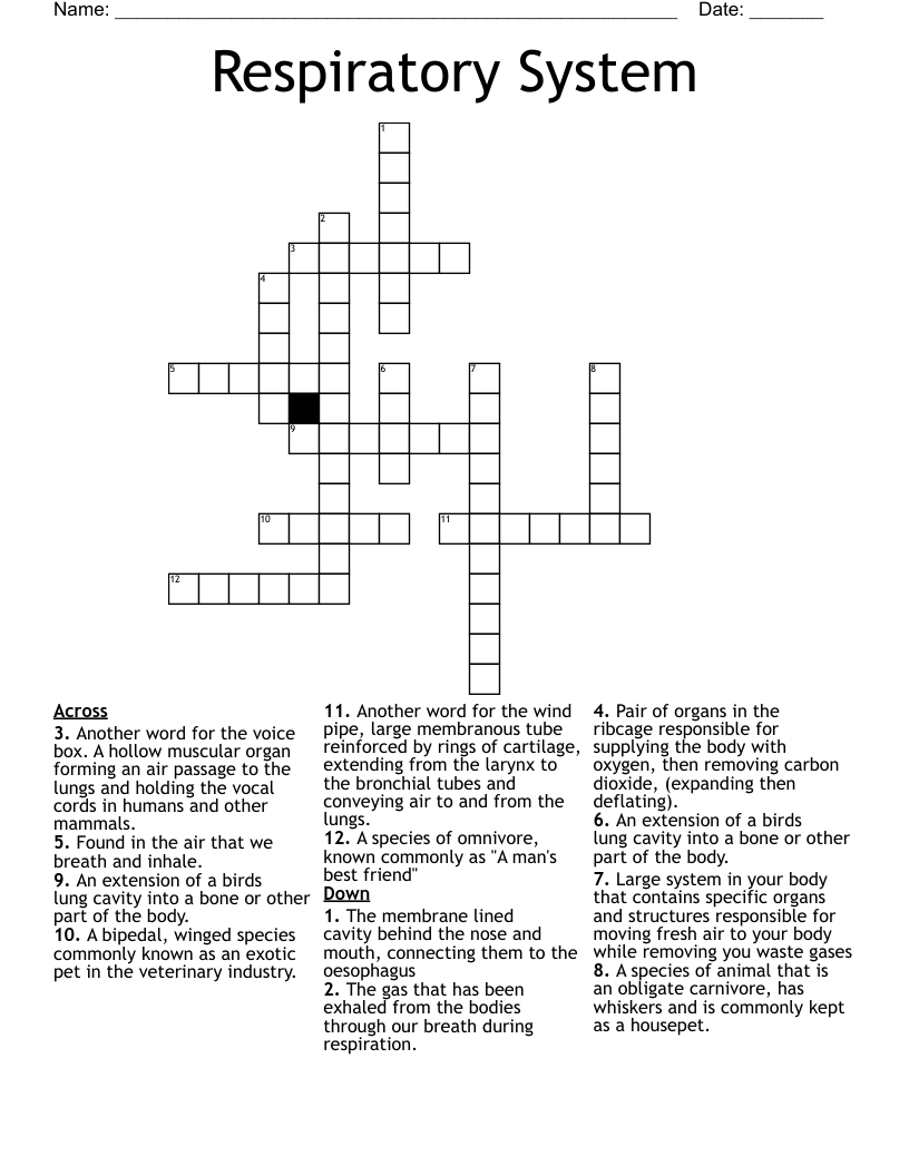Respiratory System  Crossword