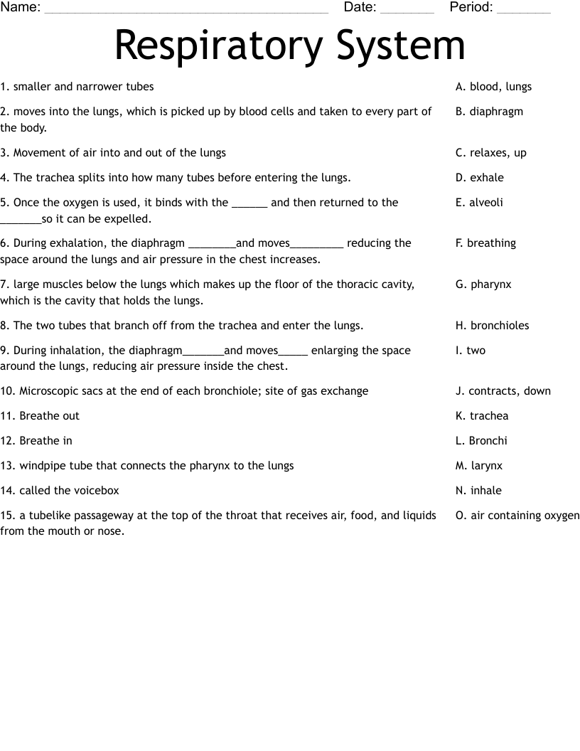 Respiratory System Worksheet