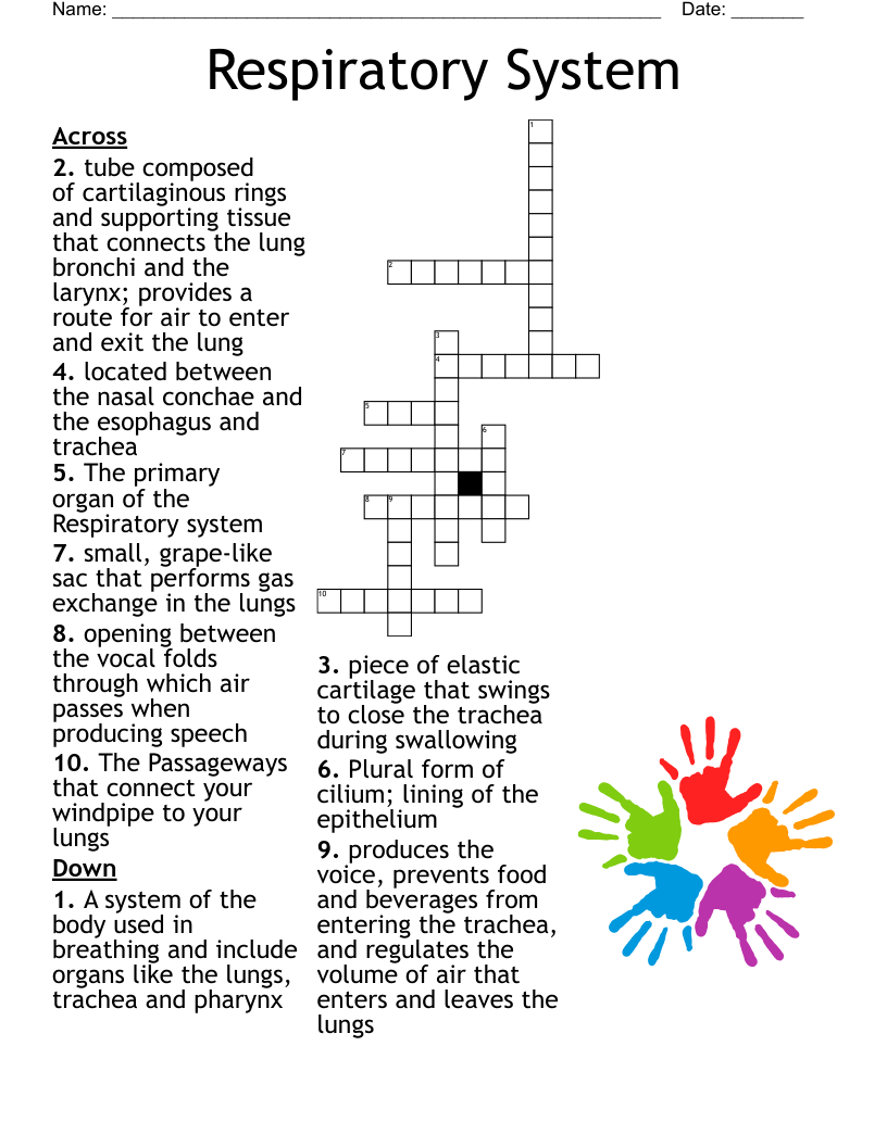 Respiratory System Crossword