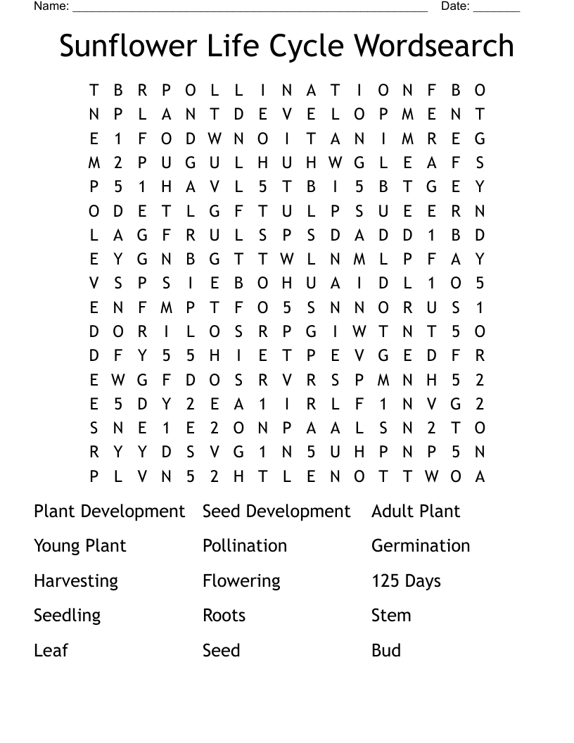 Sunflower Life Cycle Wordsearch