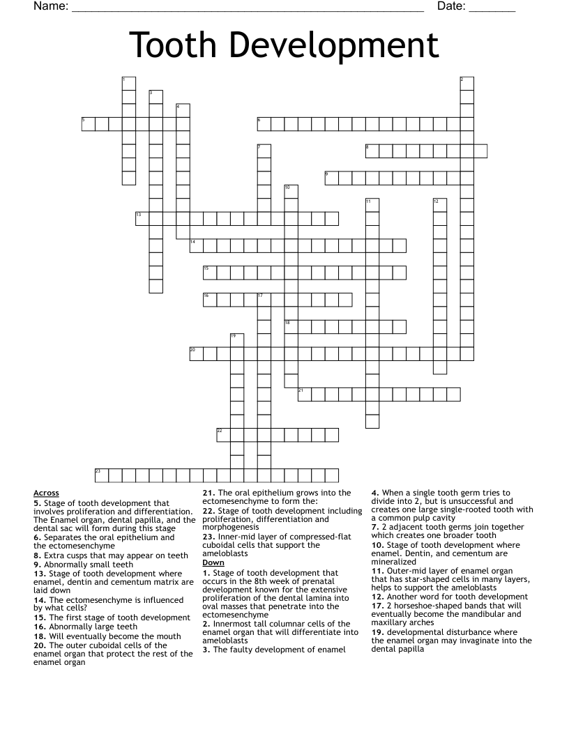 Tooth Development Crossword