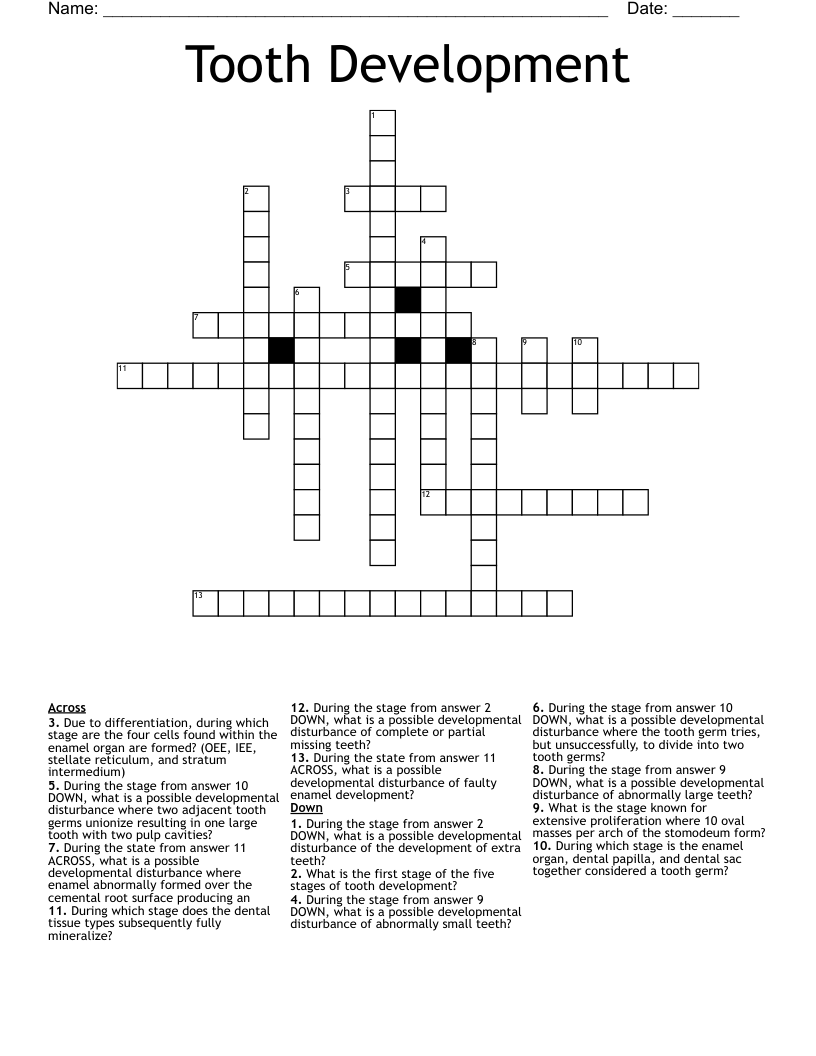 Tooth Development  Crossword