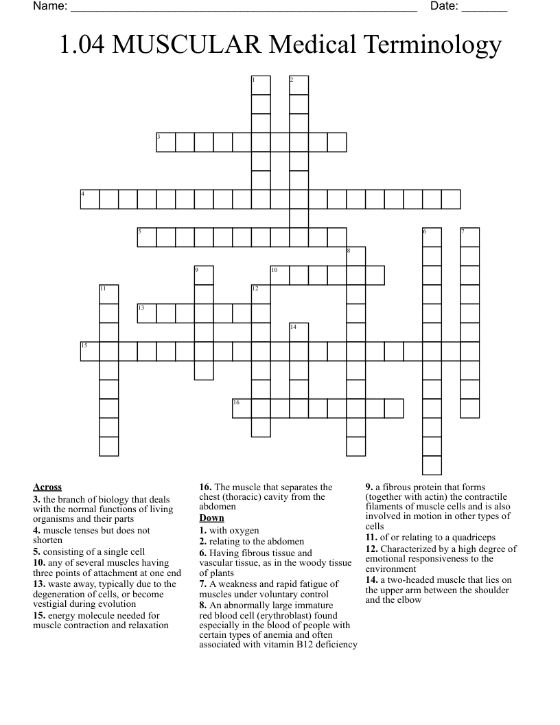1.04 MUSCULAR Medical Terminology Crossword