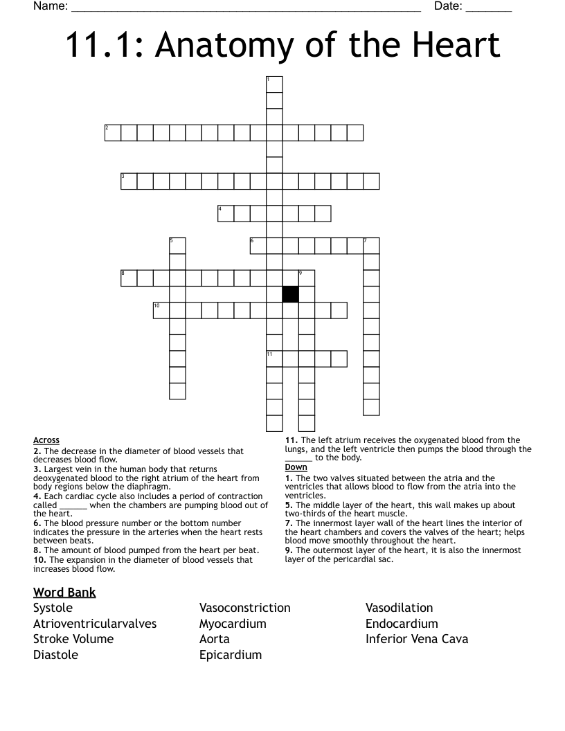 11.1: Anatomy of the Heart Crossword
