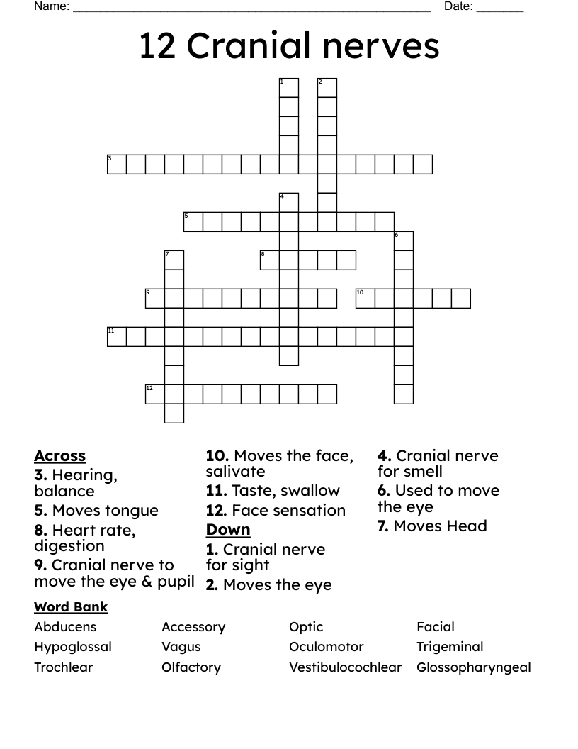 12 Cranial nerves Crossword