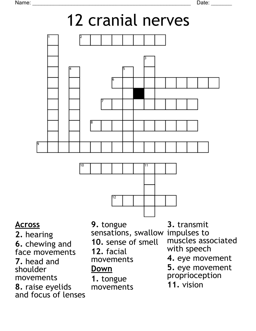 12 cranial nerves Crossword