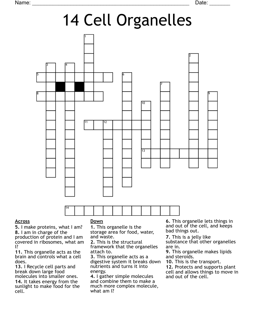 14 Cell Organelles Crossword