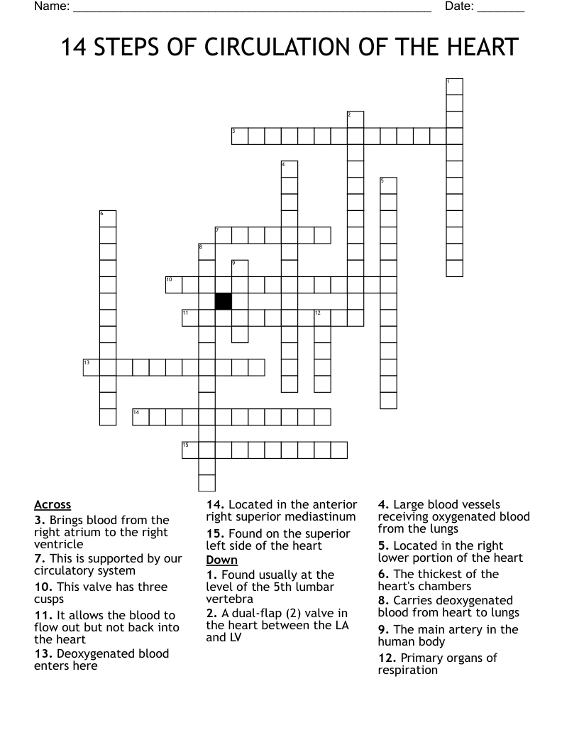 14 STEPS OF CIRCULATION OF THE HEART Crossword