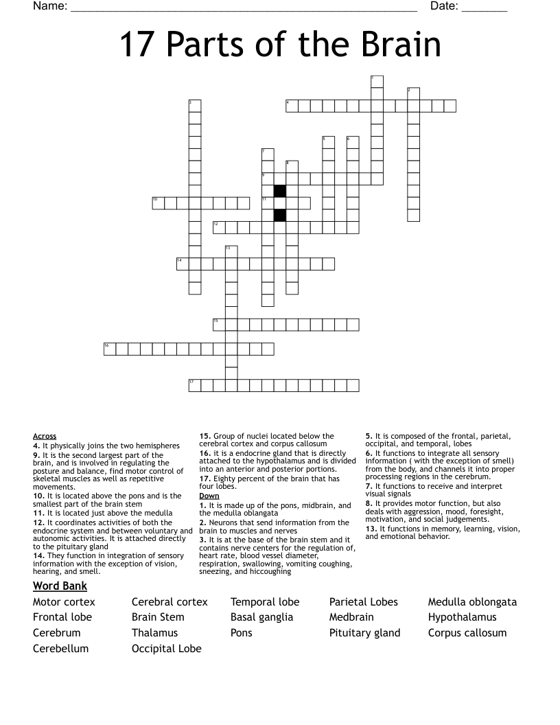 17 Parts of the Brain Crossword