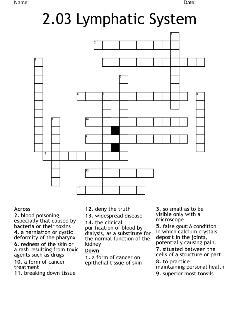 2.03 Lymphatic System  Crossword