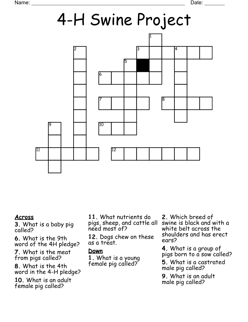 4-H Swine Project Crossword