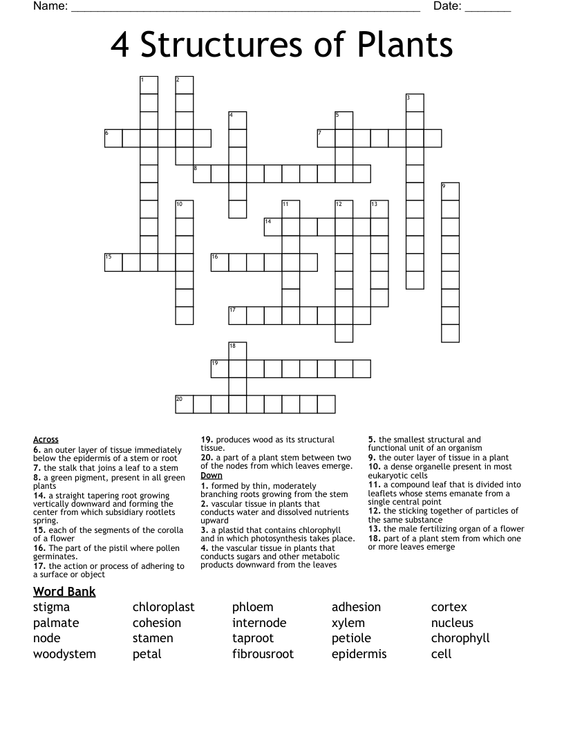 4 Structures of Plants  Crossword