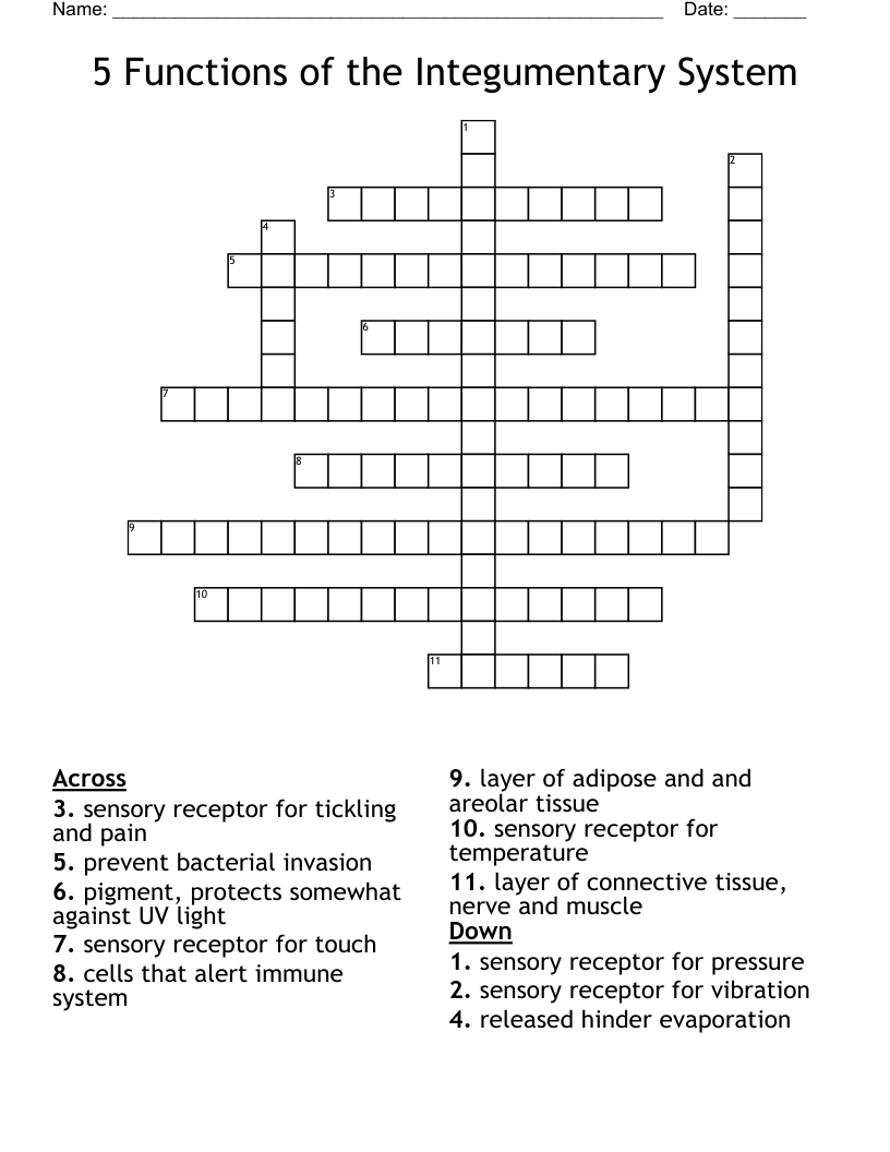5 Functions of the Integumentary System Crossword