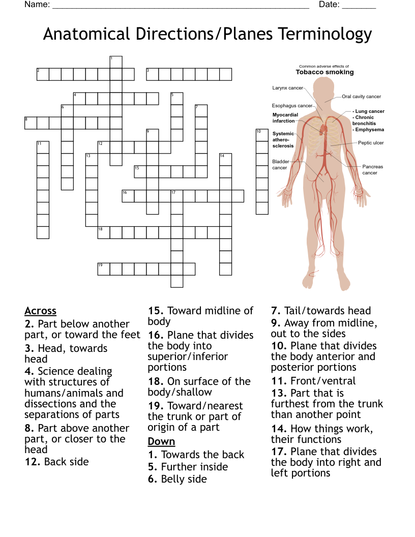 Anatomical Directions/Planes Terminology Crossword