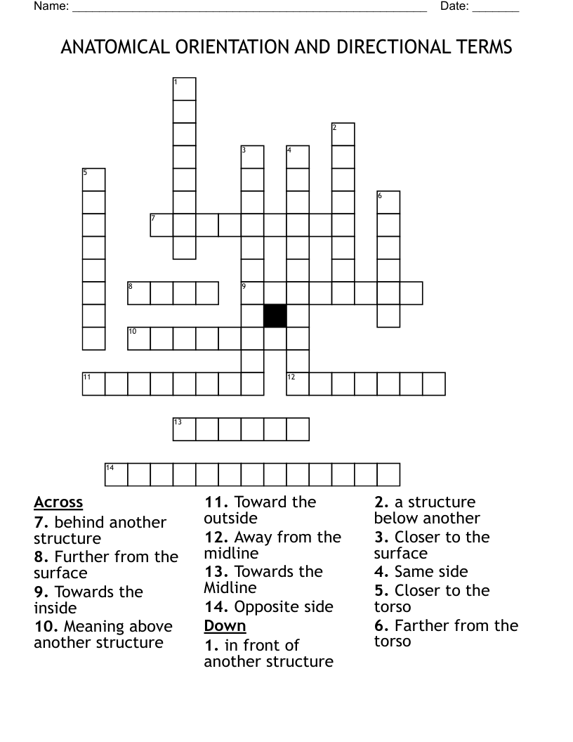 ANATOMICAL ORIENTATION AND DIRECTIONAL TERMS Crossword