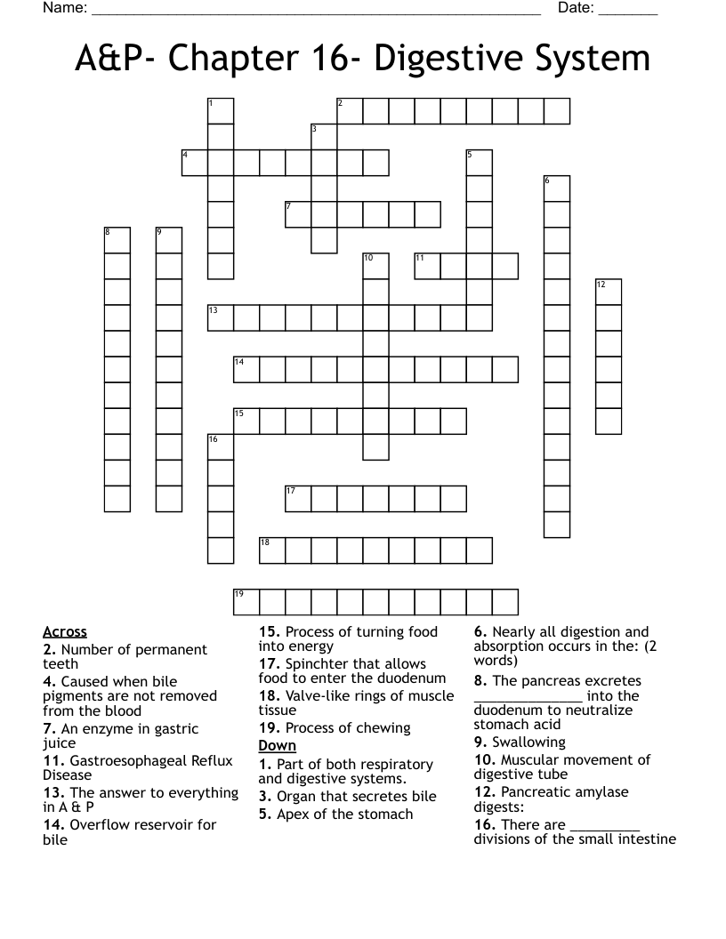 A&P- Chapter 16- Digestive System Crossword
