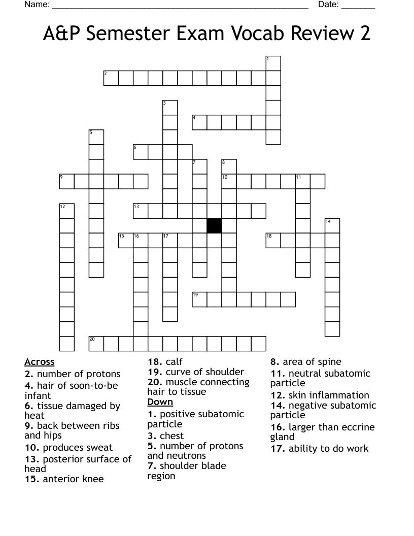 A&P Semester Exam Vocab Review 2 Crossword
