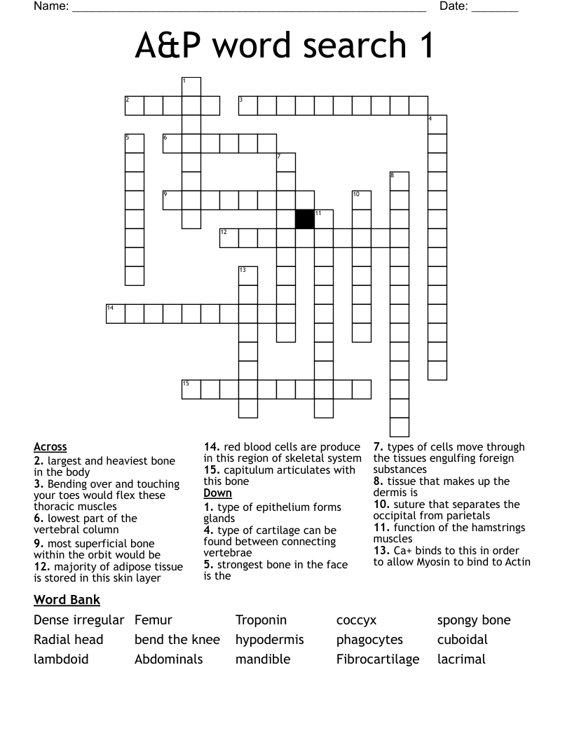 A&P word search 1 Crossword