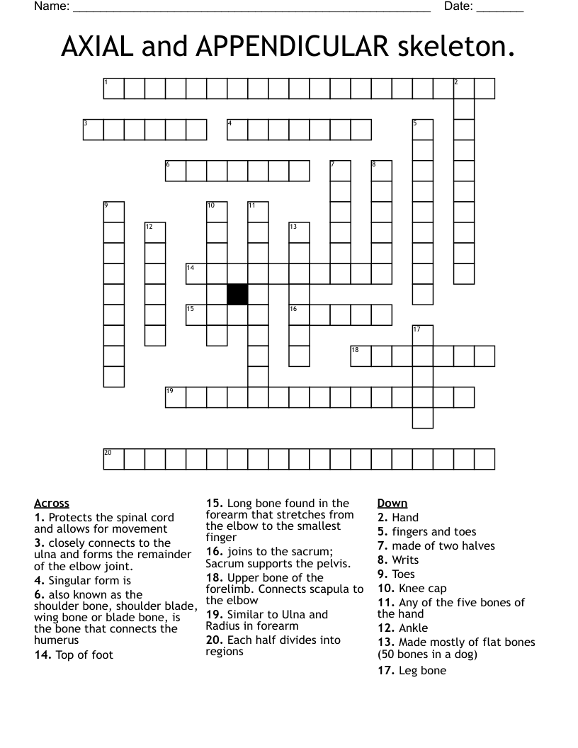 AXIAL and APPENDICULAR skeleton. Crossword
