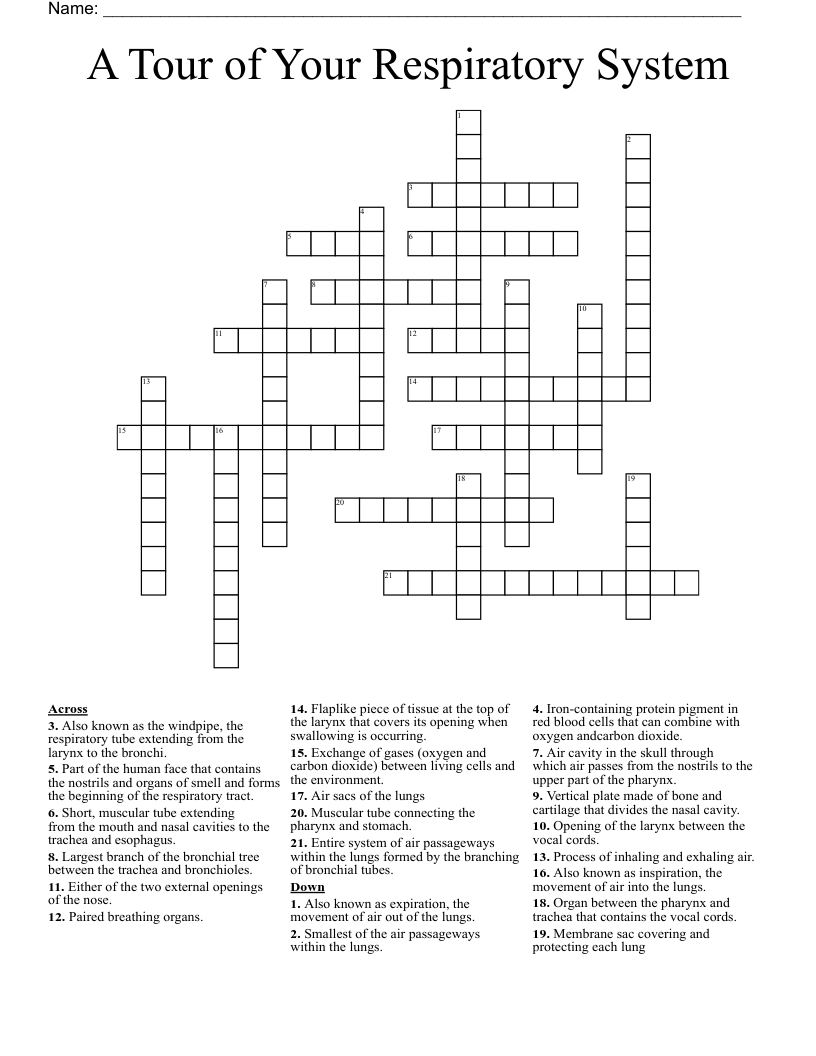 A Tour of Your Respiratory System Crossword