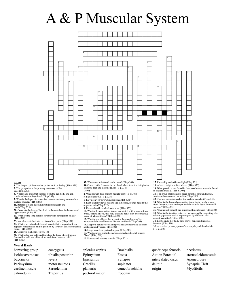 A & P Muscular System Crossword