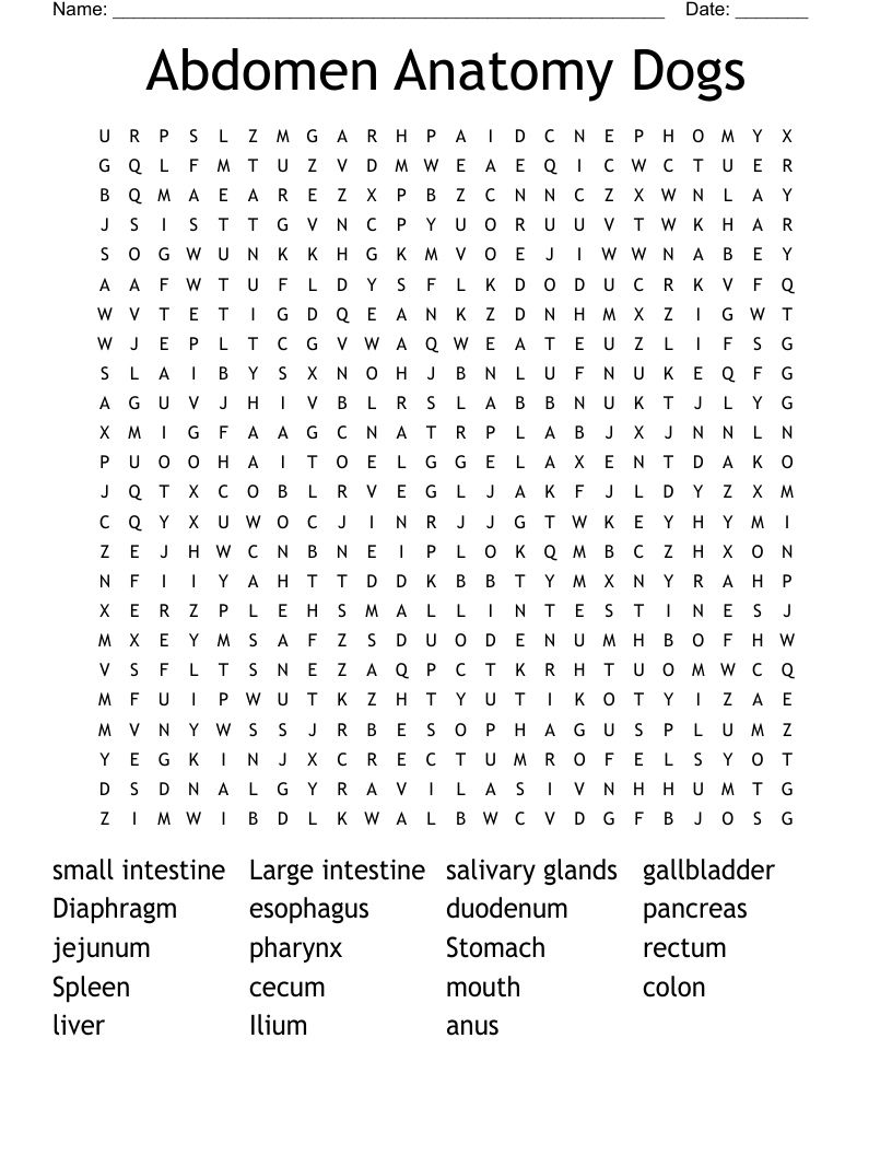 Abdomen Anatomy Dogs Word Search