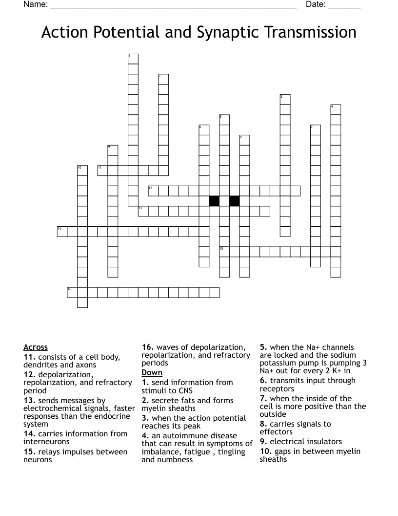 Action Potential and Synaptic Transmission Crossword