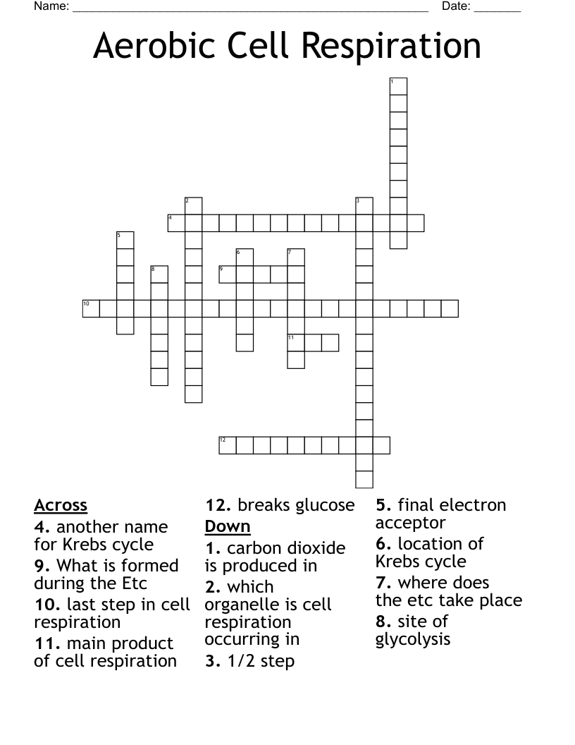 Aerobic Cell Respiration Crossword