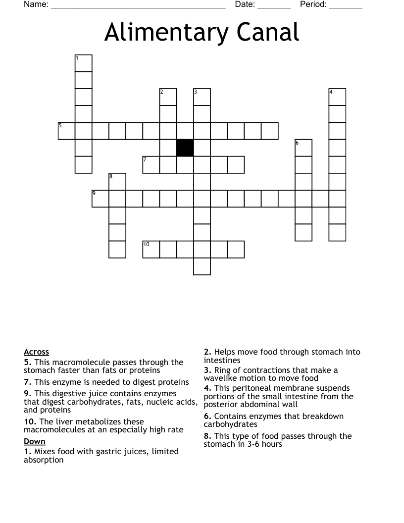 Alimentary Canal Crossword